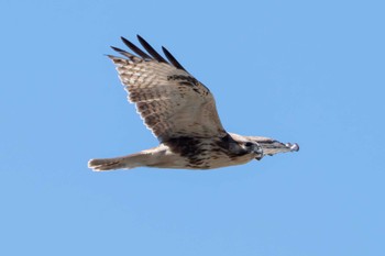 Eastern Buzzard つくし湖(茨城県桜川市) Sat, 3/9/2024