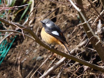 Daurian Redstart Hayatogawa Forest Road Sat, 3/9/2024