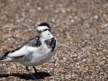 White Wagtail Hayatogawa Forest Road Sat, 3/9/2024