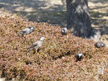 White-cheeked Starling Hayatogawa Forest Road Sat, 3/9/2024