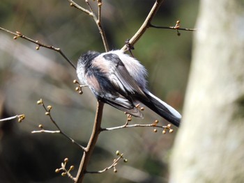 Long-tailed Tit Hayatogawa Forest Road Sat, 3/9/2024