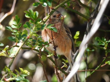 Siberian Long-tailed Rosefinch Hayatogawa Forest Road Sat, 3/9/2024