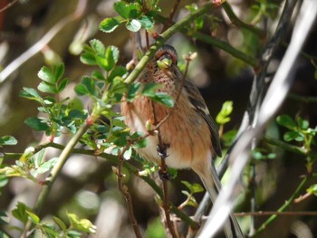 Siberian Long-tailed Rosefinch Hayatogawa Forest Road Sat, 3/9/2024