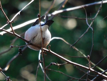 Eurasian Bullfinch(rosacea) Hayatogawa Forest Road Sat, 3/9/2024