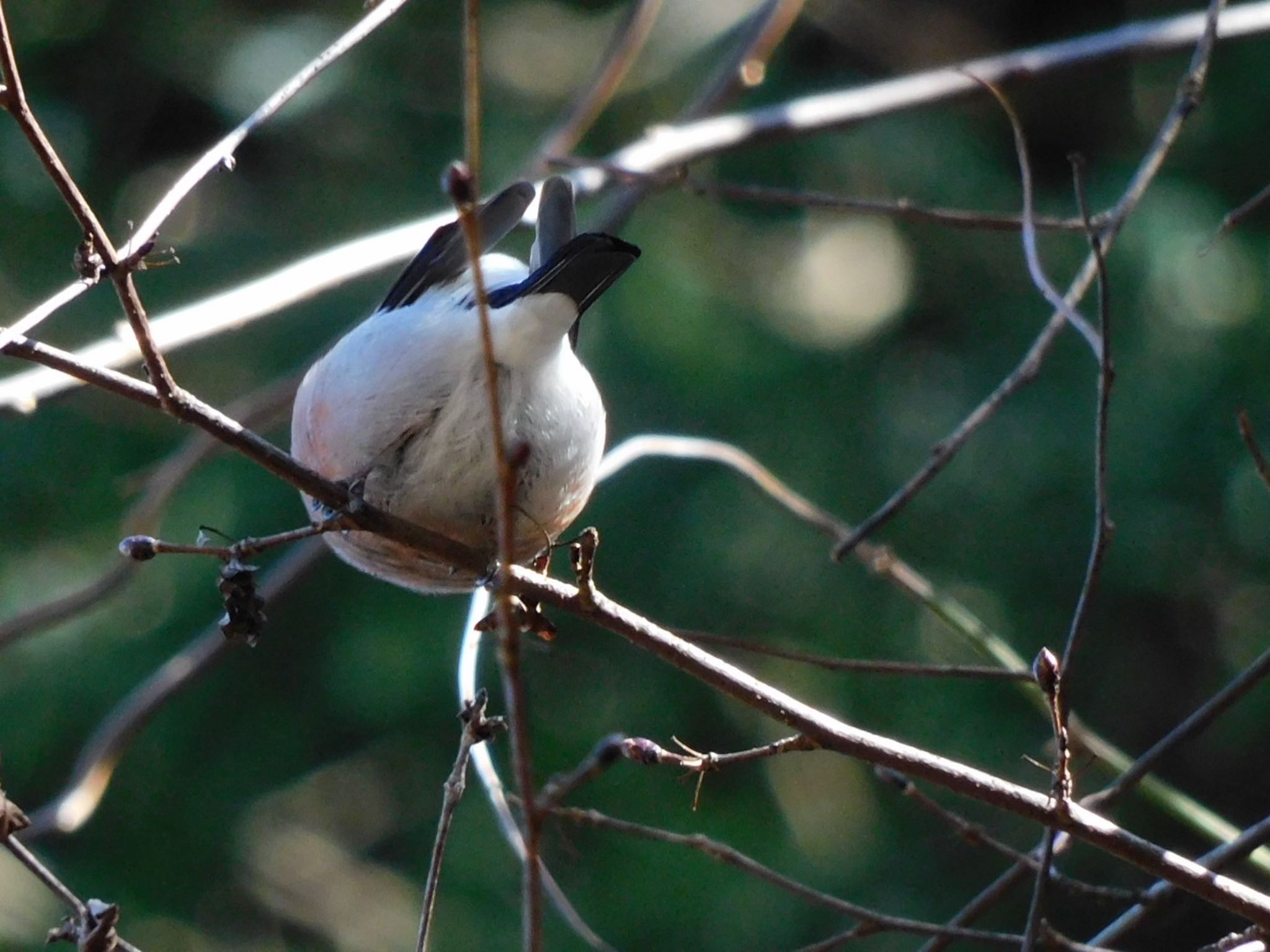 Eurasian Bullfinch(rosacea)