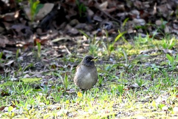 Pale Thrush 荒子川公園 Fri, 3/8/2024