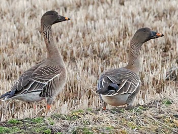 Tundra Bean Goose 根白石 Sat, 3/9/2024