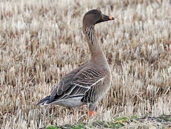 Tundra Bean Goose 根白石 Sat, 3/9/2024