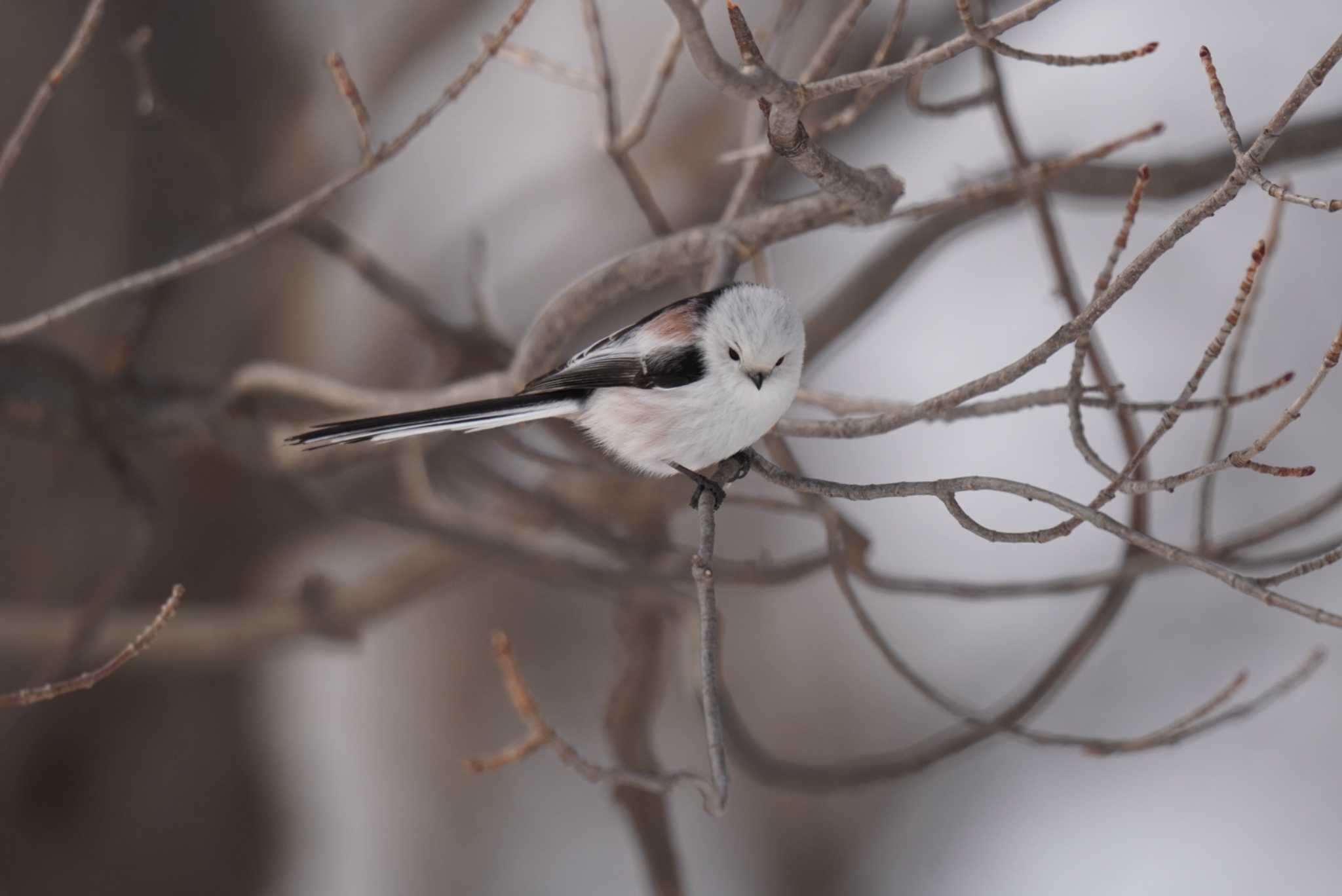 Long-tailed tit(japonicus)