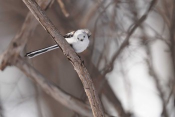 Long-tailed tit(japonicus) Makomanai Park Sat, 3/9/2024