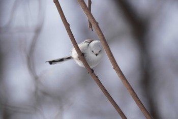 Long-tailed tit(japonicus) Makomanai Park Sat, 3/9/2024