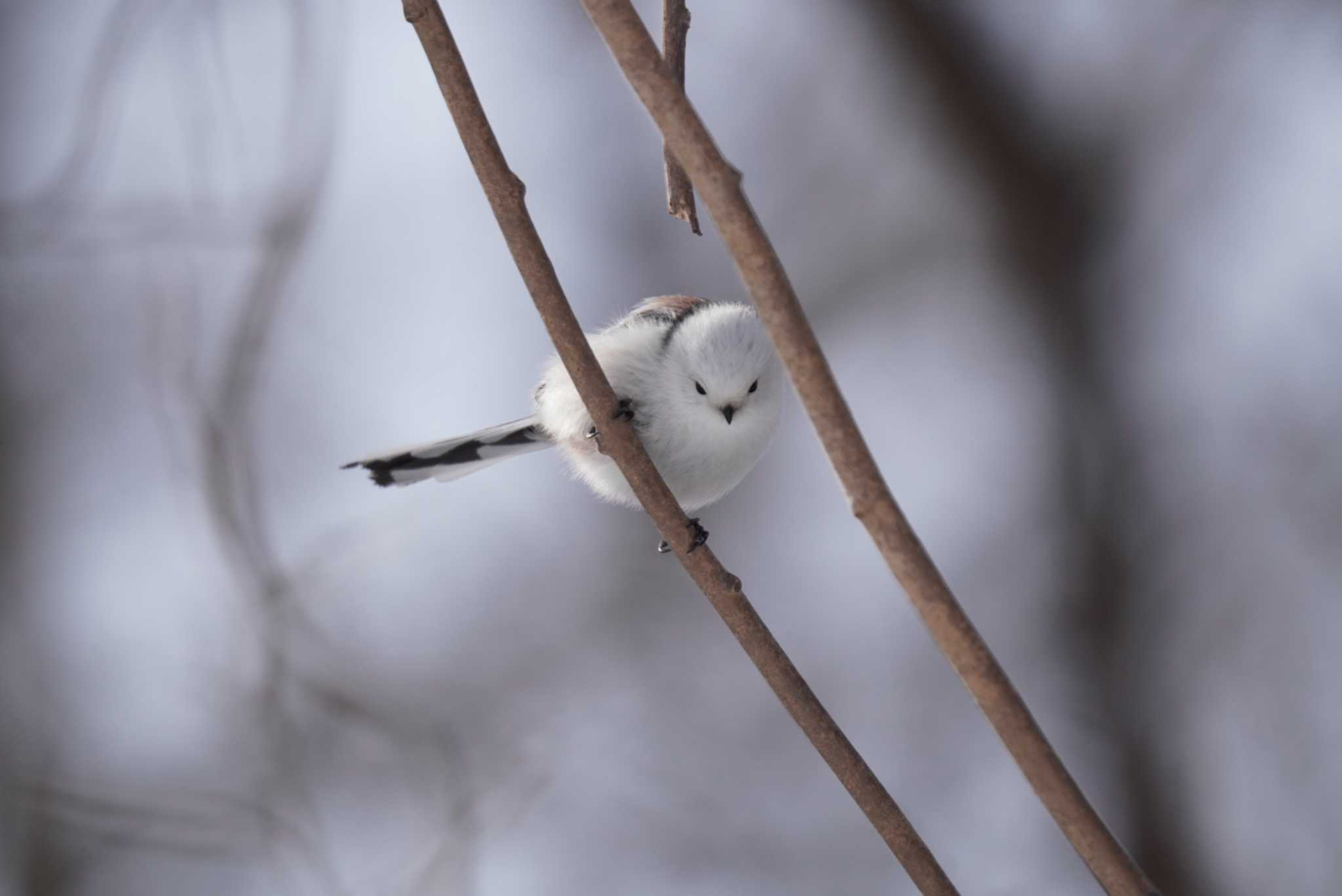 Photo of Long-tailed tit(japonicus) at Makomanai Park by Kたろー