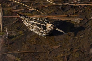 Common Snipe Unknown Spots Sat, 3/9/2024