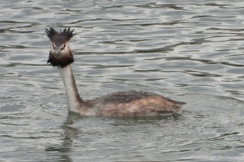 Great Crested Grebe 岡山旭川 Thu, 3/7/2024