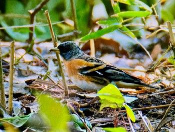 2024年3月9日(土) 昭和記念公園の野鳥観察記録