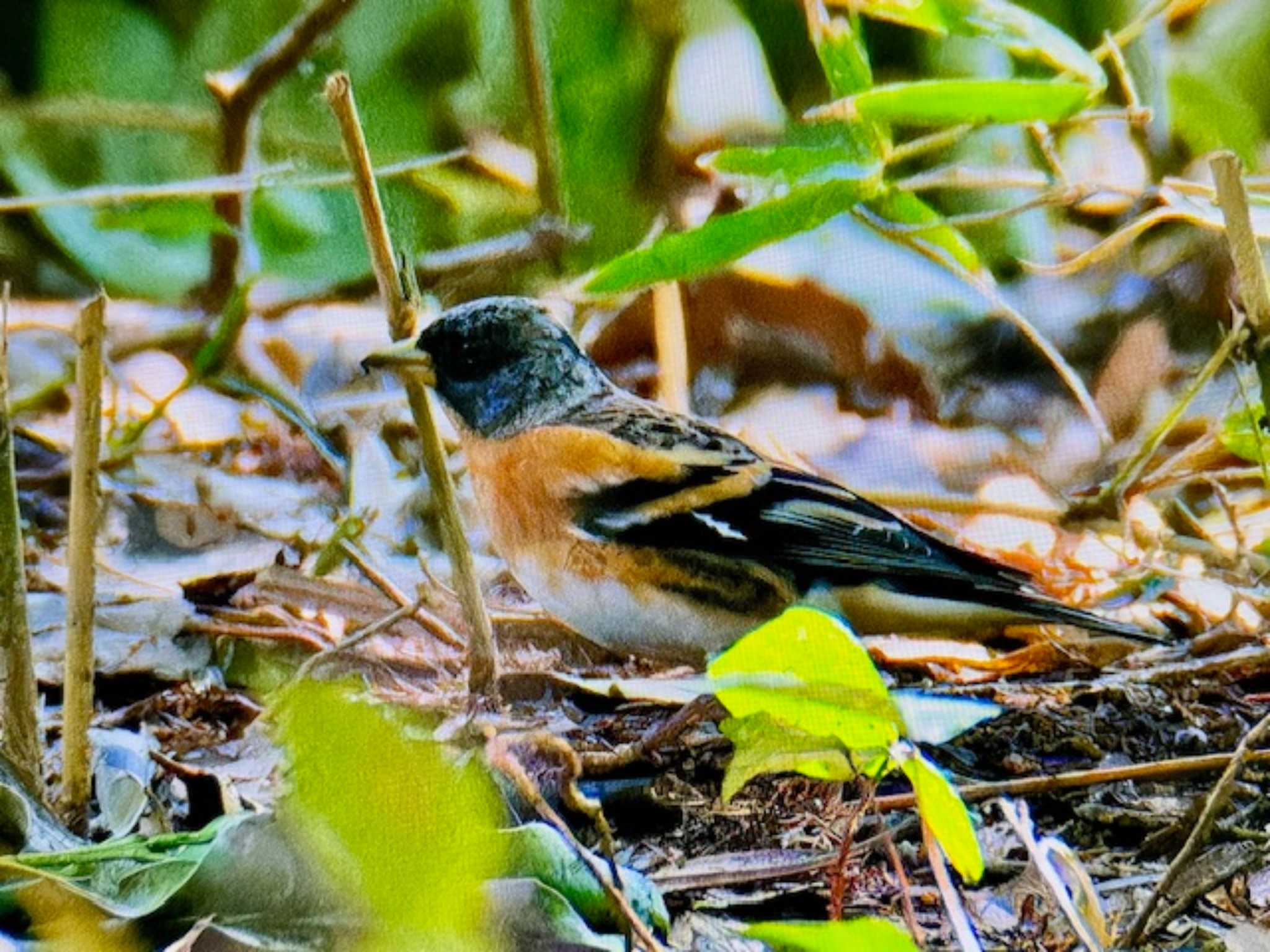 Brambling