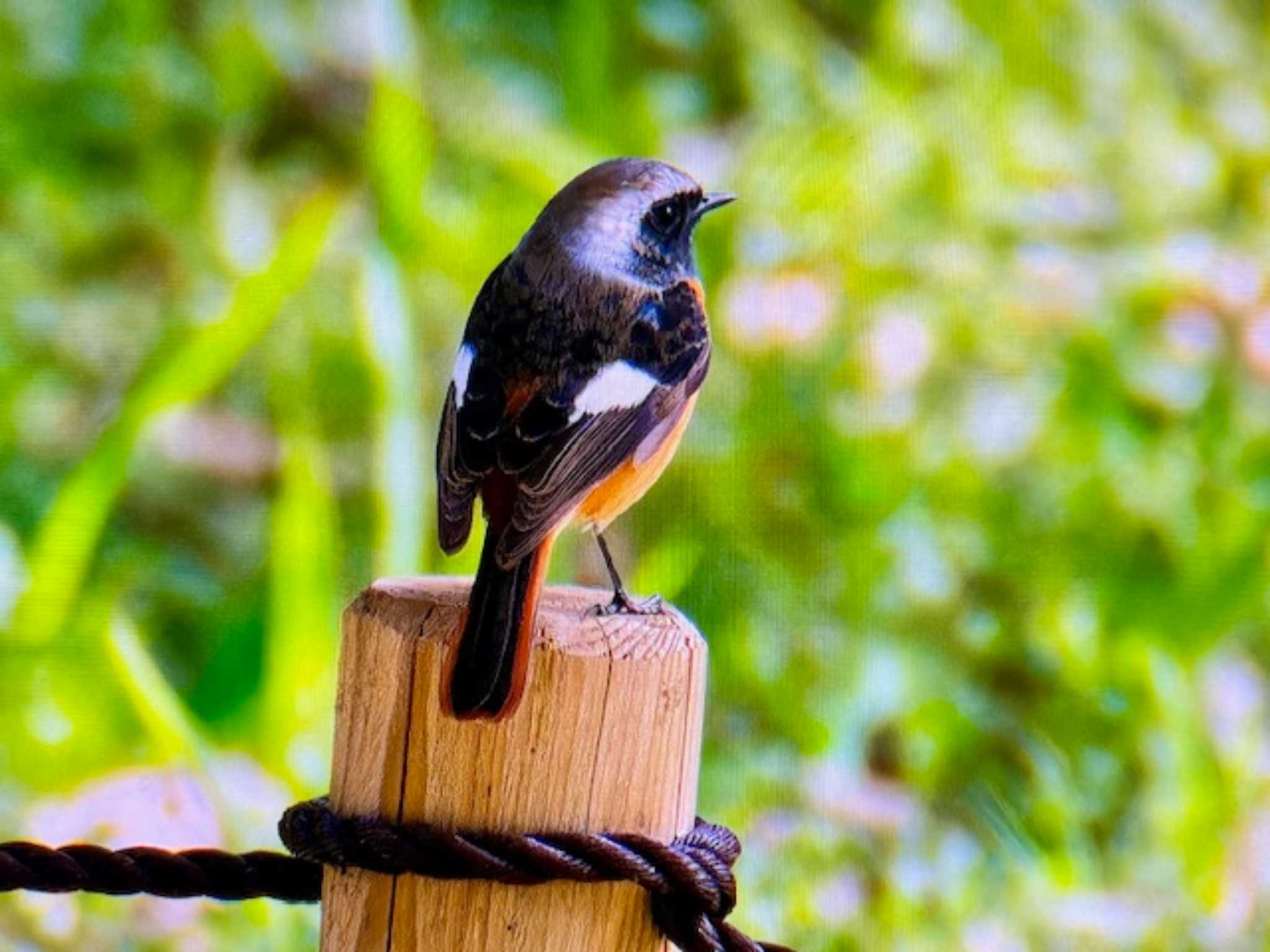 Daurian Redstart