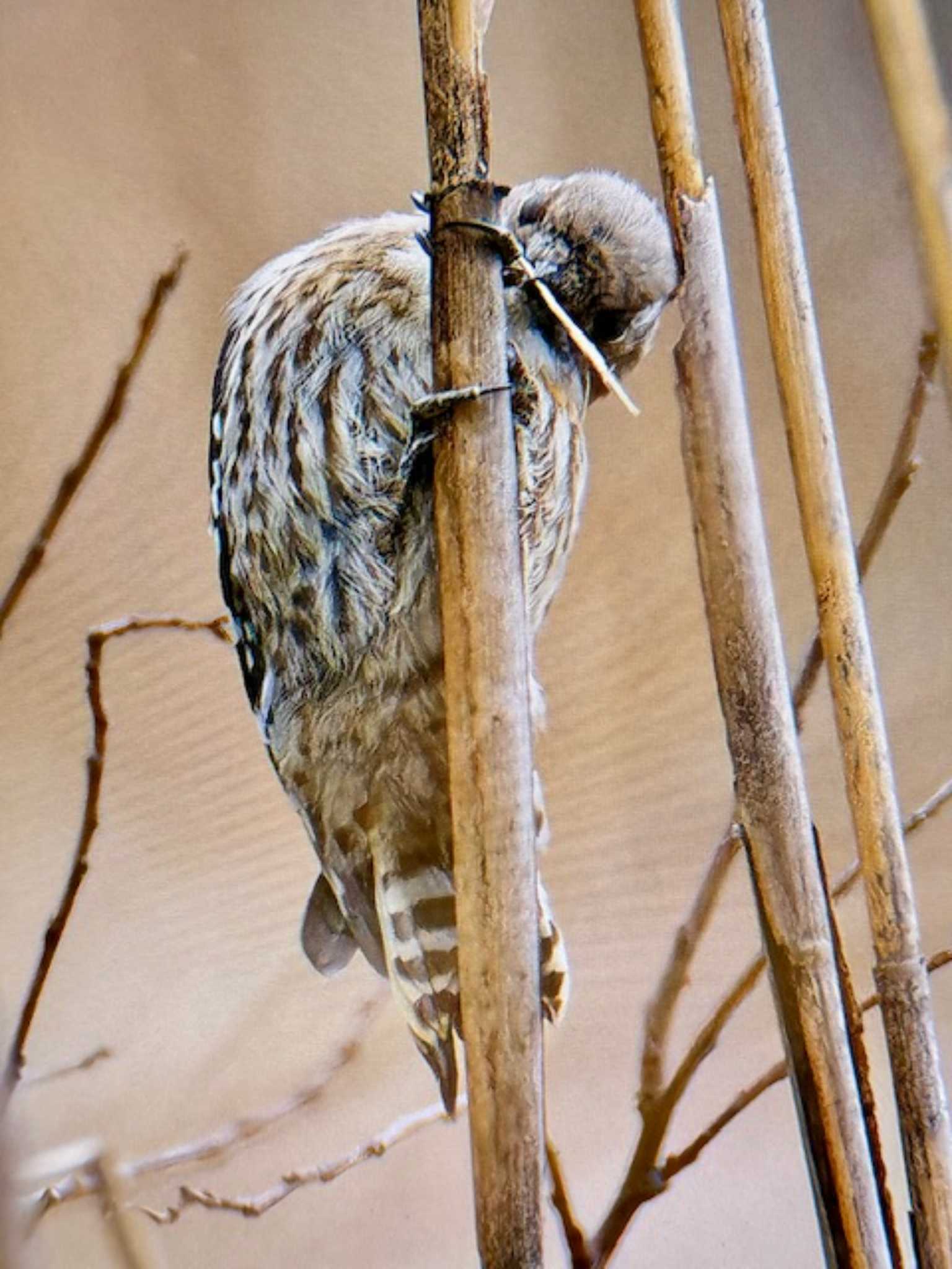 Photo of Japanese Pygmy Woodpecker at Showa Kinen Park by ゆるゆるとりみんgoo