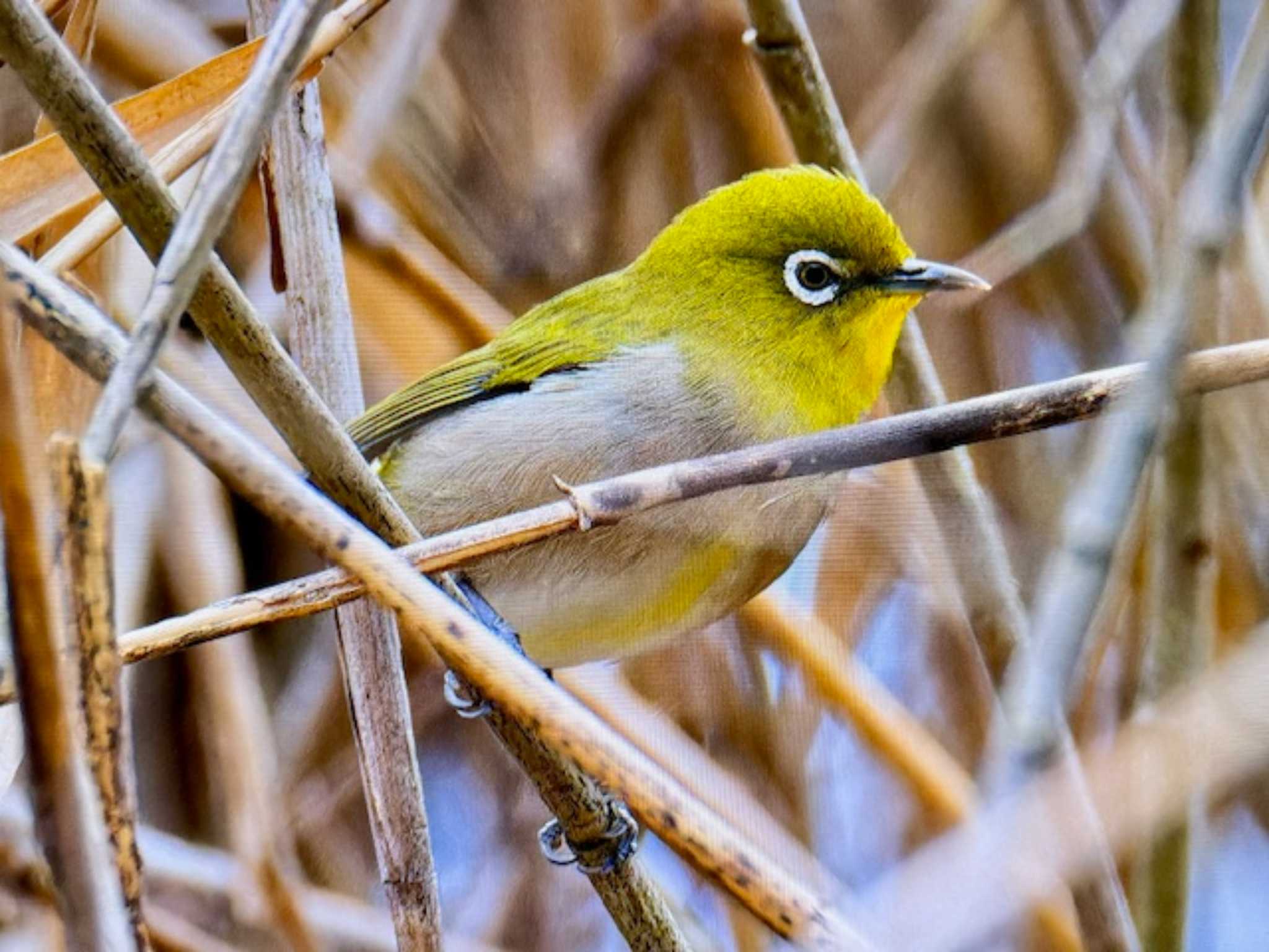 Warbling White-eye