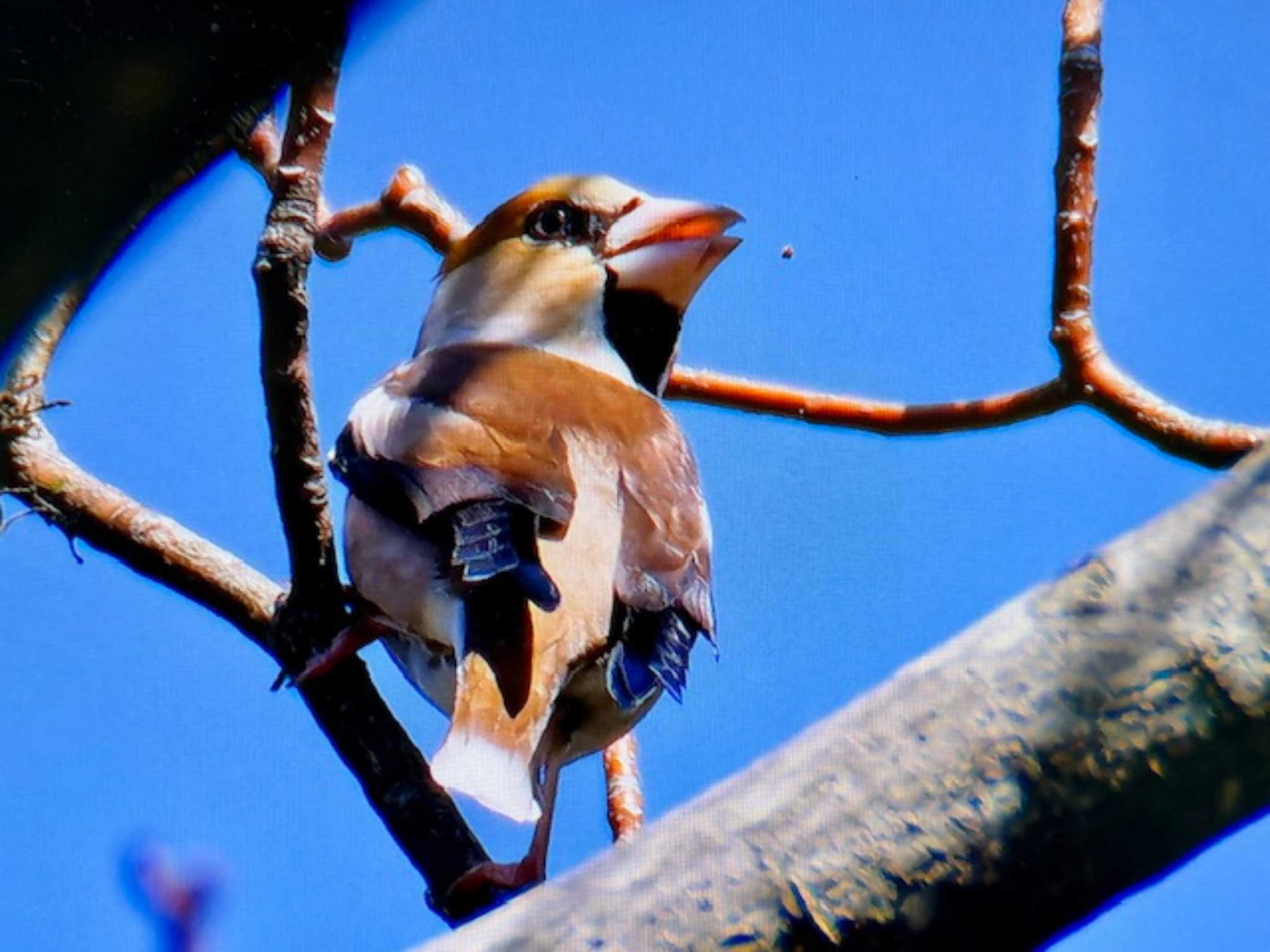 Hawfinch