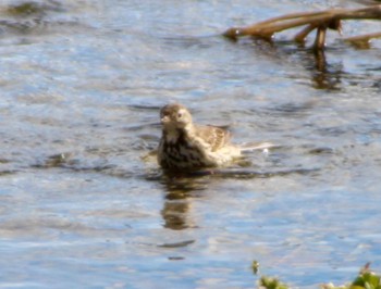 Water Pipit 多摩川河川敷 Sat, 3/9/2024