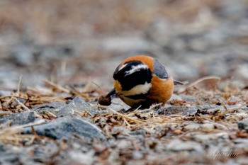 Varied Tit 創造の森(山梨県) Sat, 2/17/2024