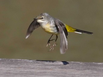 Grey Wagtail 水元 Sat, 3/9/2024