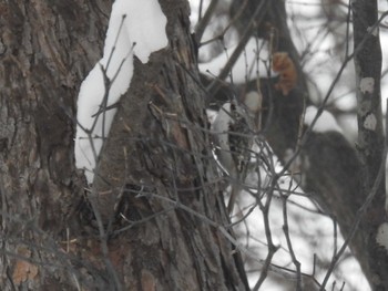 Eurasian Treecreeper(daurica) Makomanai Park Sun, 1/21/2024