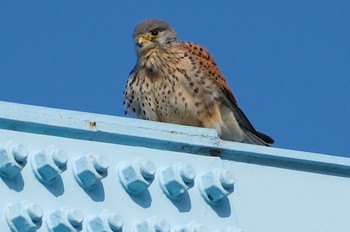 Common Kestrel 淀川河川公園 Sat, 3/9/2024