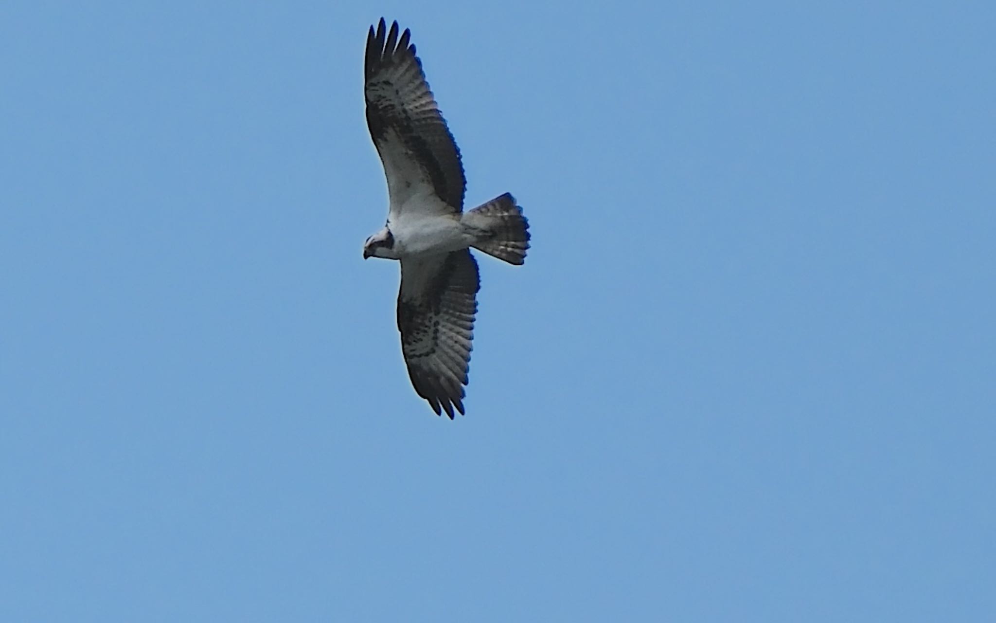 Photo of Osprey at 大和川 by アルキュオン