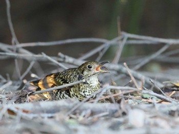 White's Thrush Kasai Rinkai Park Sat, 3/9/2024