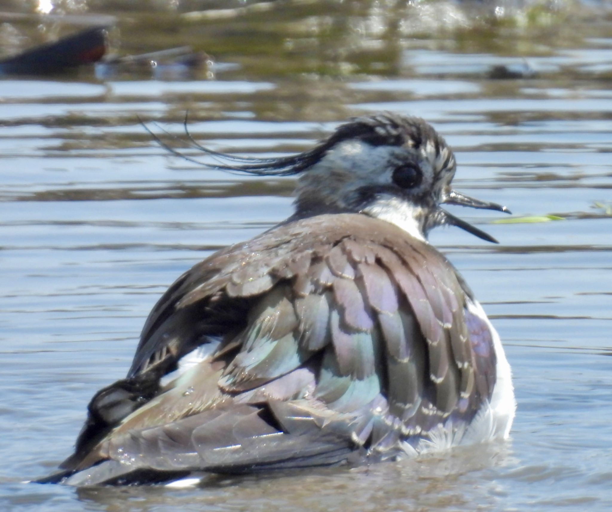 Northern Lapwing