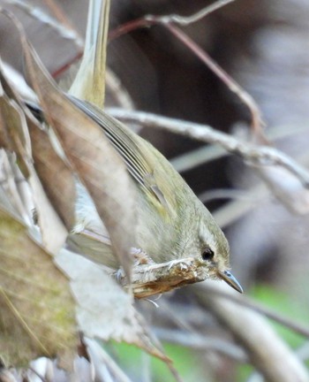 2024年3月7日(木) 内津川緑地の野鳥観察記録