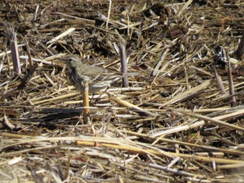 Water Pipit Mizumoto Park Sun, 3/3/2024