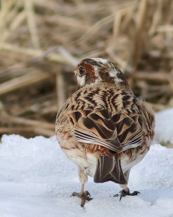 Pine Bunting 浜厚真 Sat, 3/9/2024