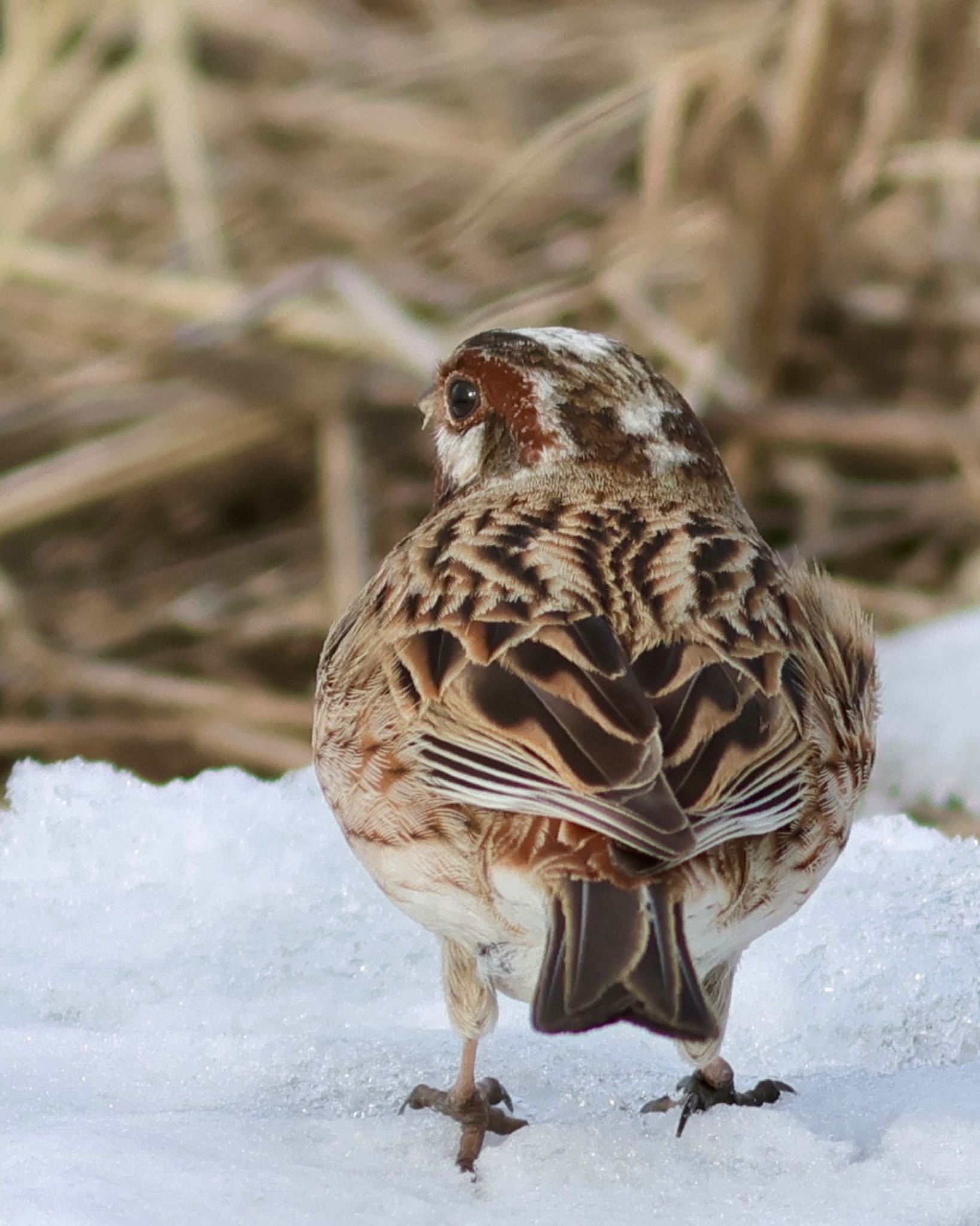 Photo of Pine Bunting at 浜厚真 by ひよっことりどり