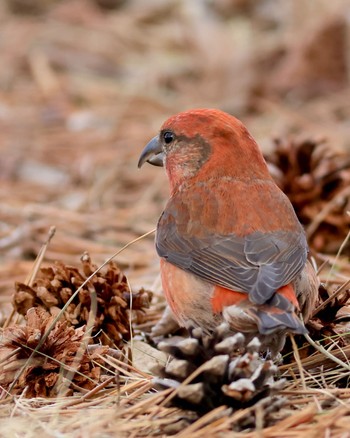 Red Crossbill 北海道 Sat, 3/9/2024