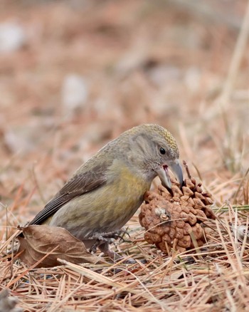 Red Crossbill 北海道 Sat, 3/9/2024