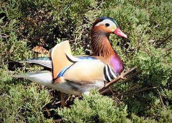 Mandarin Duck 見沼自然公園 Sat, 3/9/2024