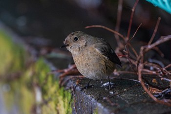 Daurian Redstart 善福寺公園 Fri, 3/8/2024