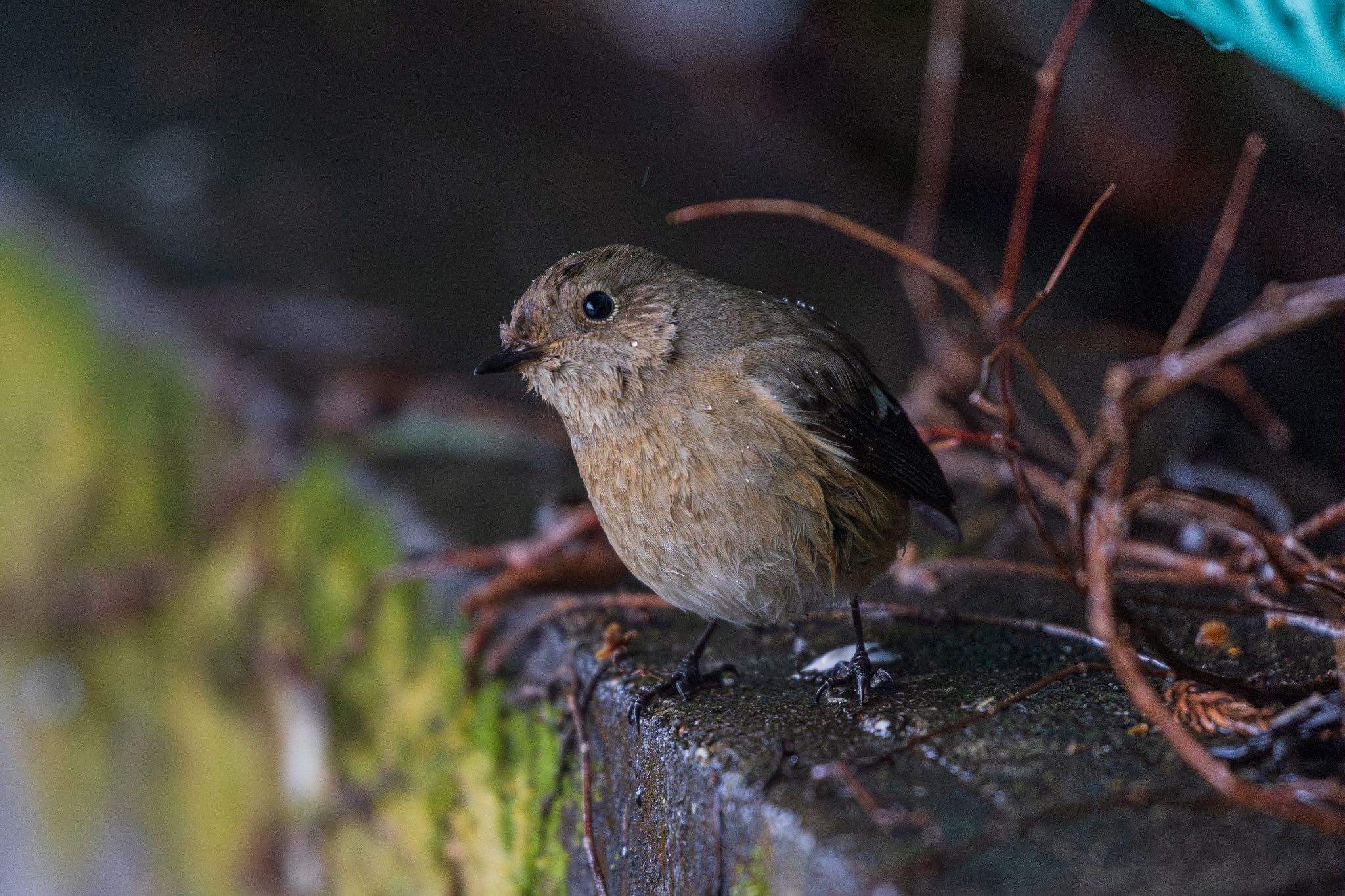 雨宿りするジョウビタキ