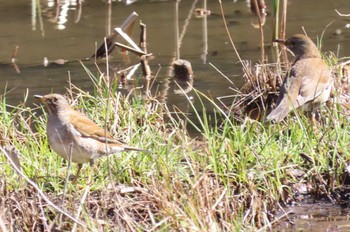 Sat, 3/9/2024 Birding report at Showa Kinen Park