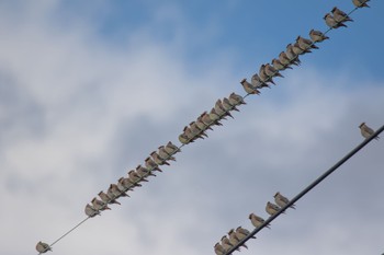 Japanese Waxwing 島田川河口(山口県) Sat, 3/9/2024