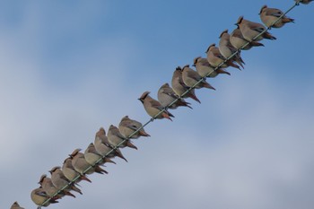 Japanese Waxwing 島田川河口(山口県) Sat, 3/9/2024