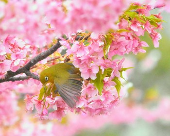 Warbling White-eye Kasai Rinkai Park Thu, 3/7/2024