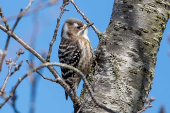 Japanese Pygmy Woodpecker つくし湖(茨城県桜川市) Sat, 3/9/2024