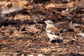 Hawfinch つくし湖(茨城県桜川市) Sat, 3/9/2024