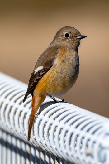 Daurian Redstart つくし湖(茨城県桜川市) Sat, 3/9/2024