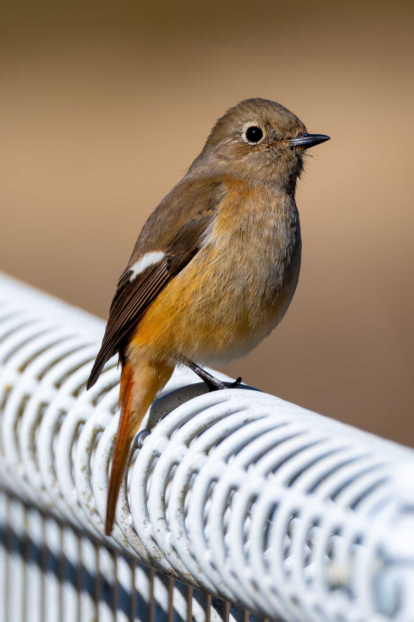 Photo of Daurian Redstart at つくし湖(茨城県桜川市) by MNB EBSW