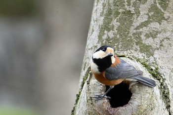 Sat, 3/9/2024 Birding report at 馬見丘陵公園